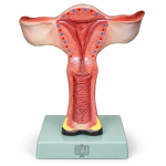 Human Model - Uterus, on Stand